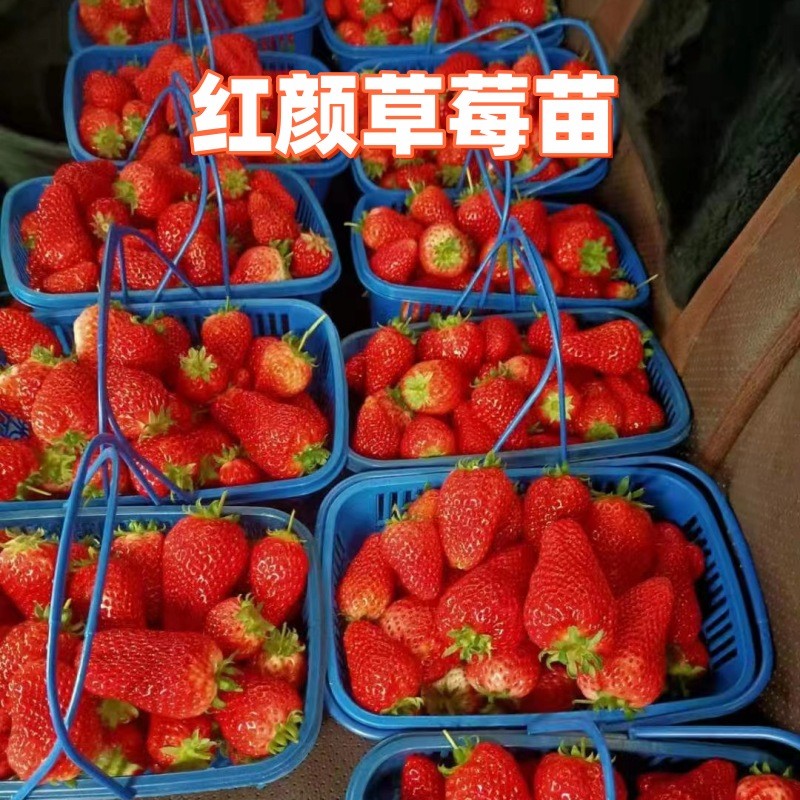 红颜草莓苗批发