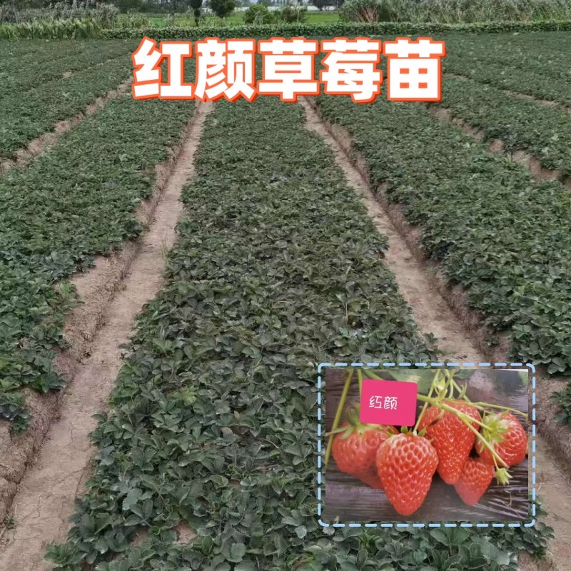 红颜草莓苗基地