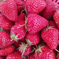 草莓苗基地批发